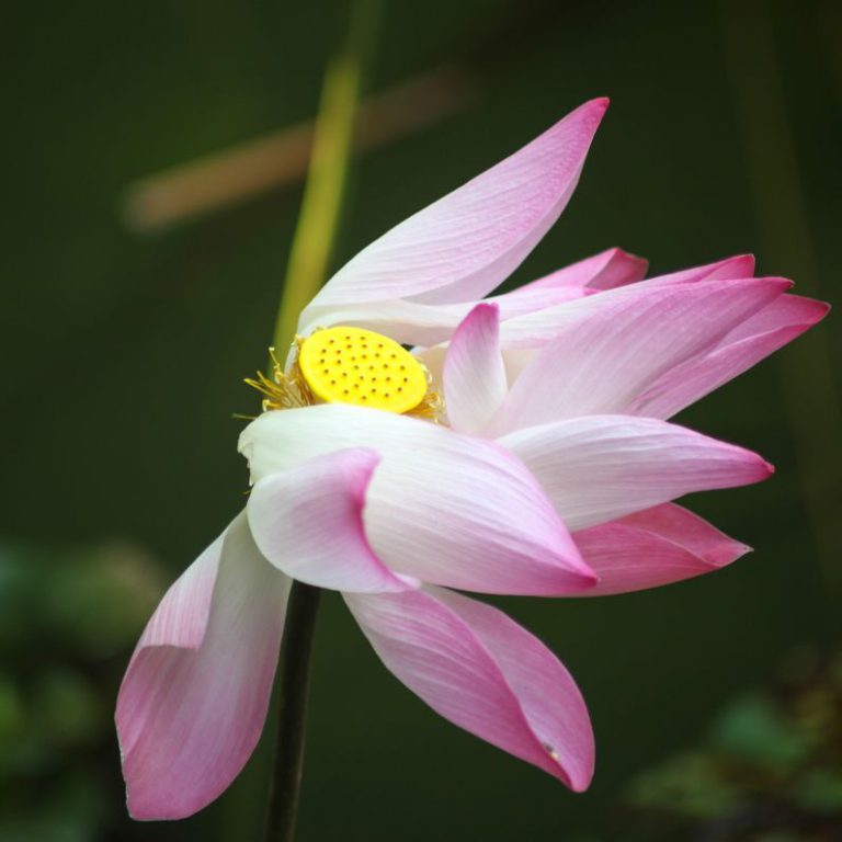 Rekey - lotus, flower, nature